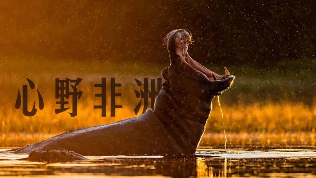 关于河马,那些鲜为人知的趣事