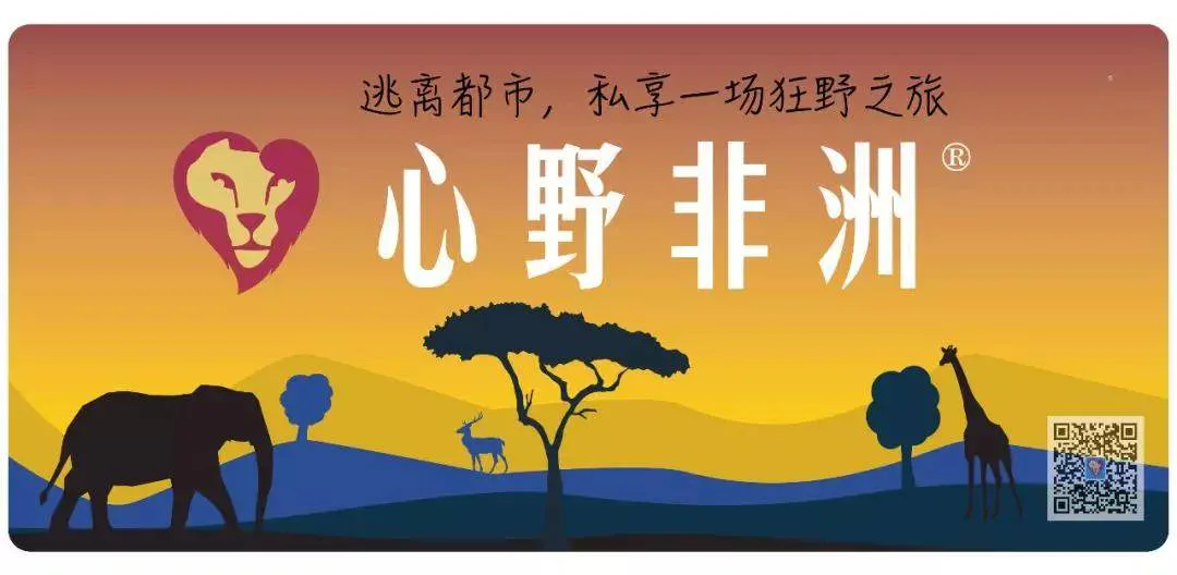 心野非洲,2019大事记